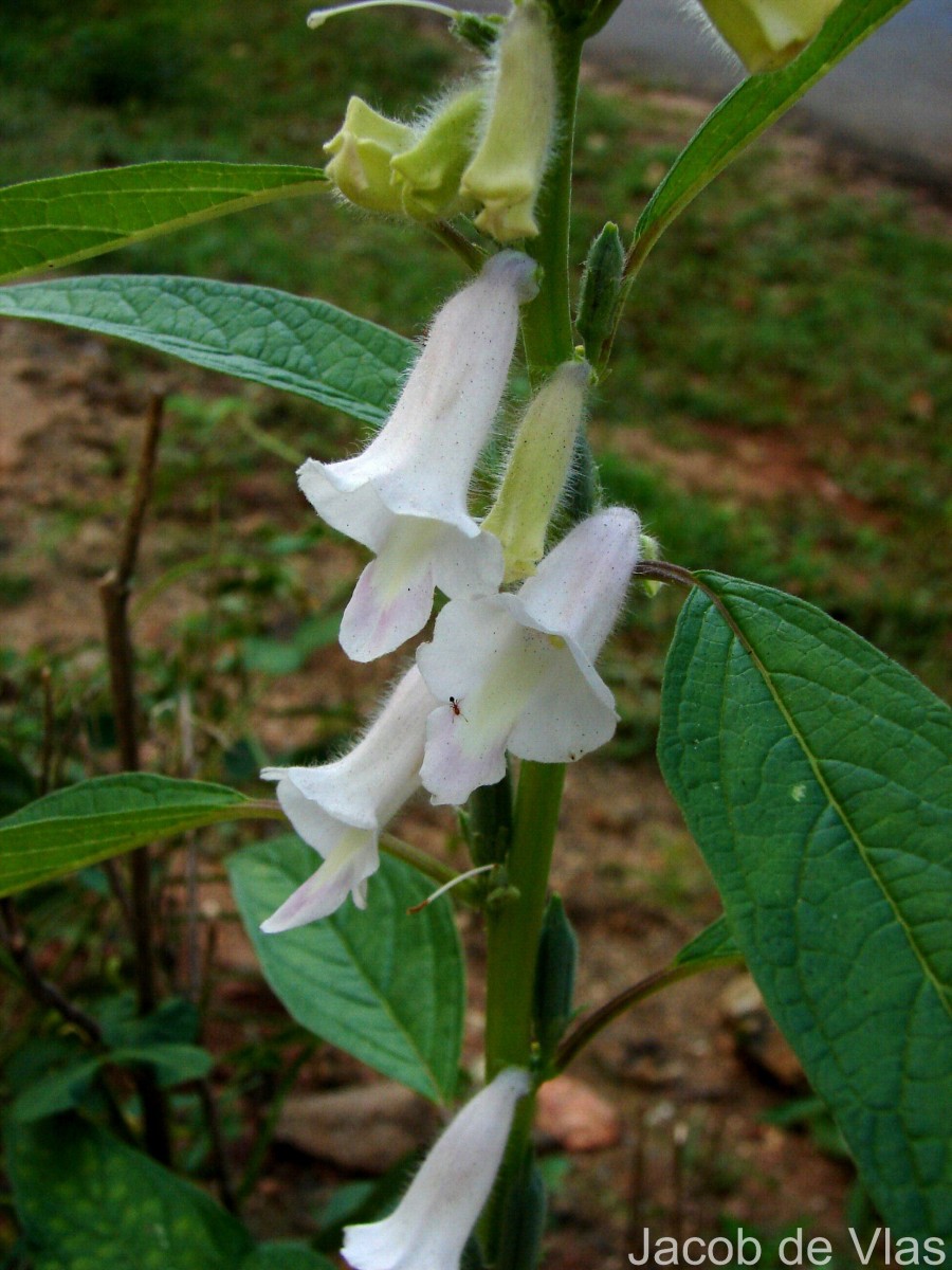 Sesamum indicum L.